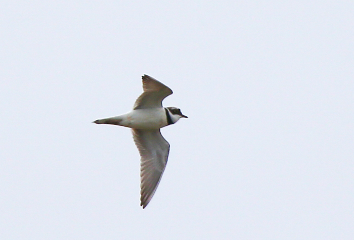 Little Ringed Plover
