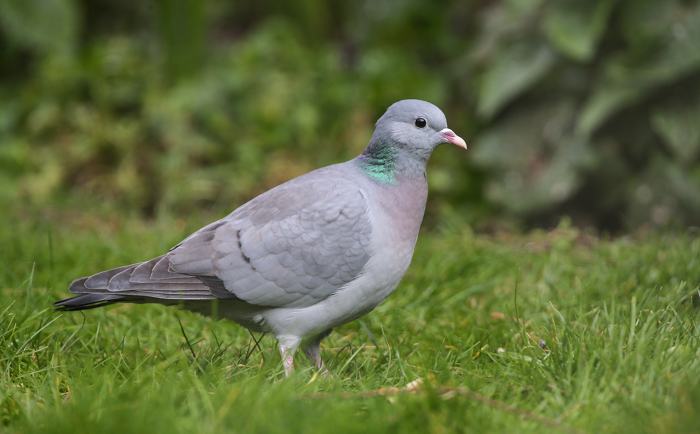 Stock Dove