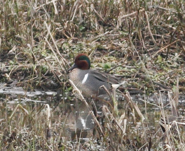 Green-winged Teal