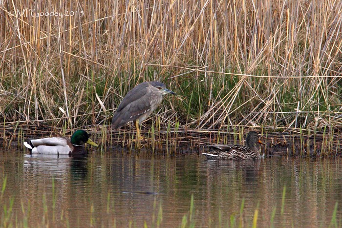 Night Heron