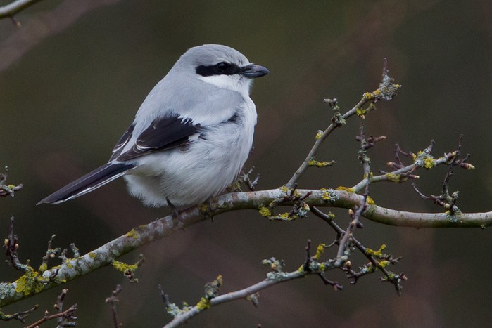 Great Grey Shrike