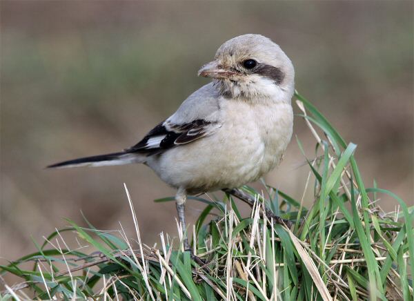 Steppe Grey Shrike