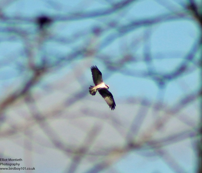 Osprey
