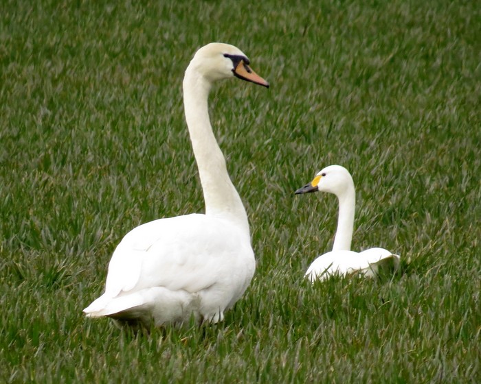 Bewick's Swan