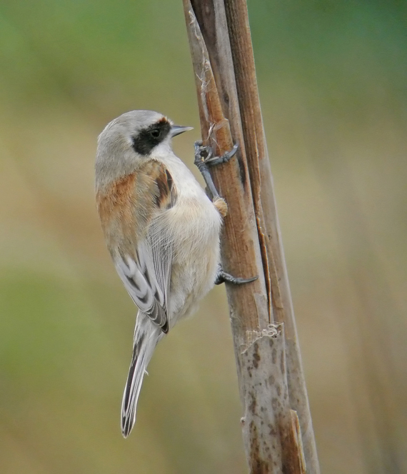 Penduline Tit
