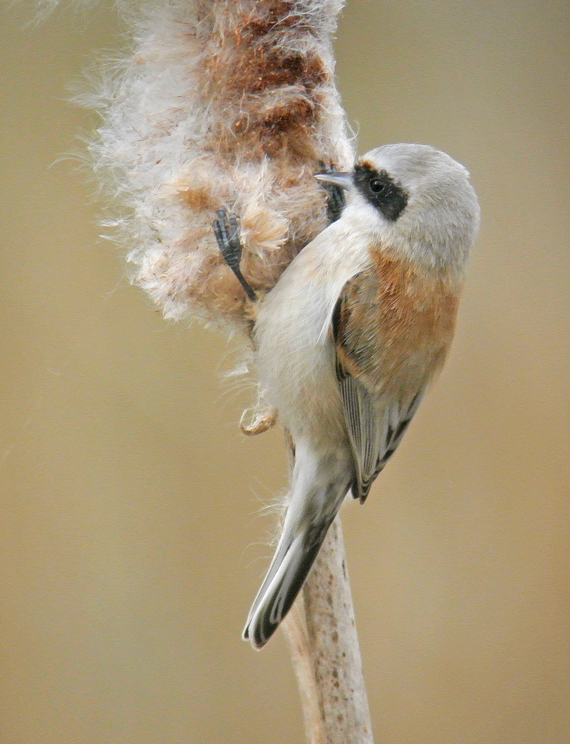 Penduline Tit