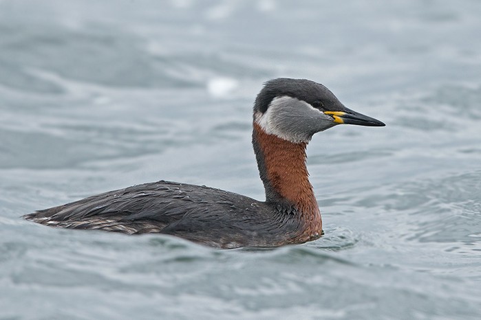 Red-necked Grebe
