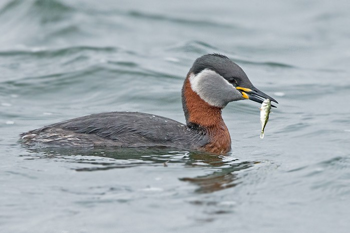 Red-necked Grebe