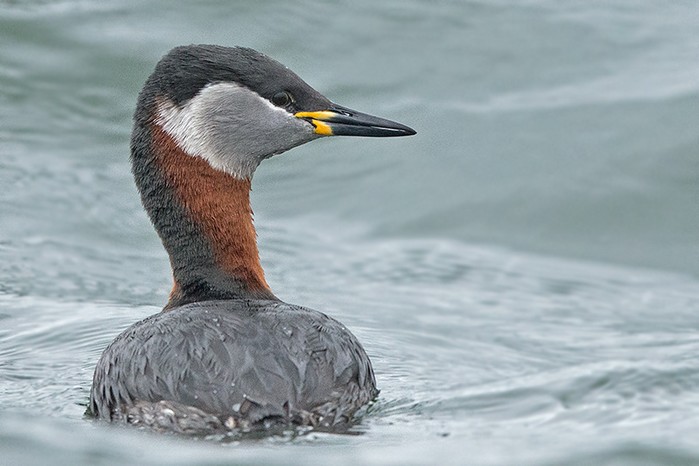 Red-necked Grebe