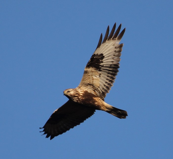 Rough-legged Buzzard