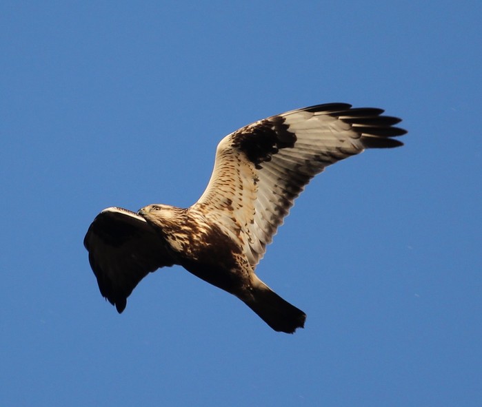 Rough-legged Buzzard