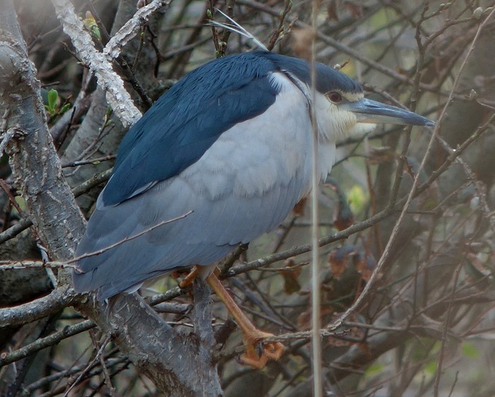 Night Heron