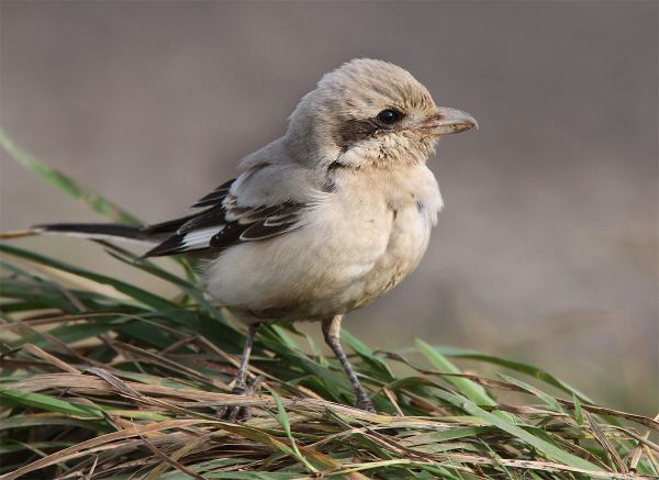 Steppe Grey Shrike
