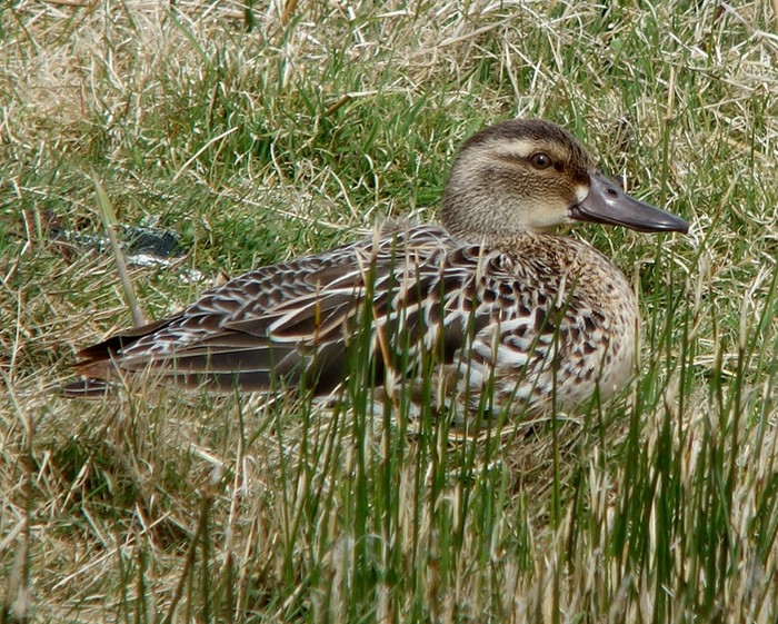 Garganey