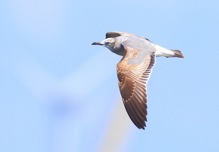Laughing Gull