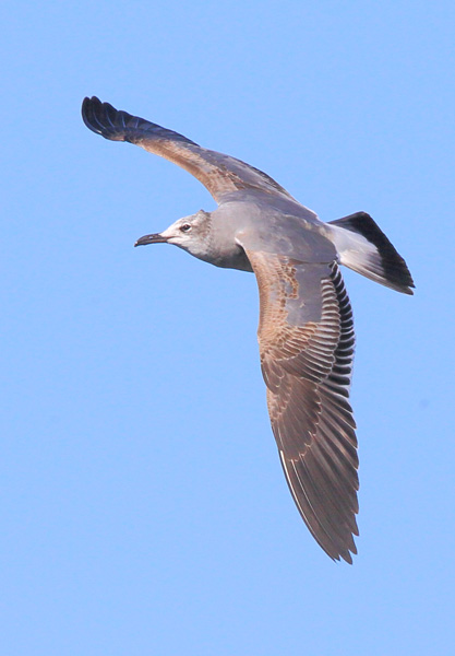 Laughing Gull