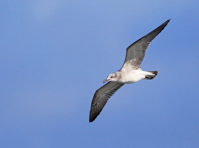 Laughing Gull