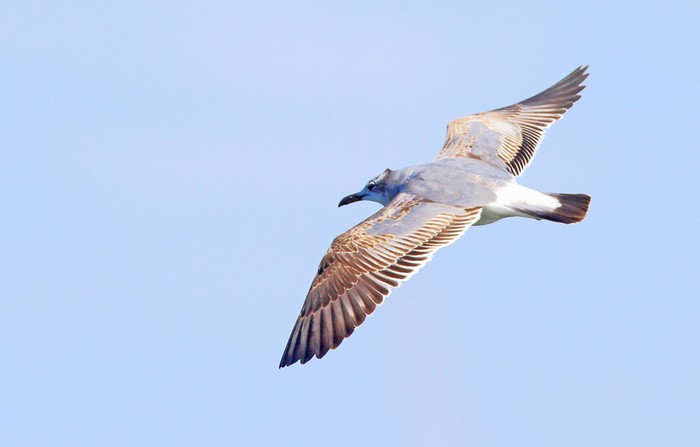 Laughing Gull
