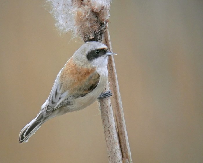 Penduline Tit
