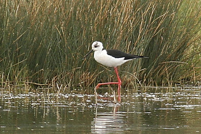 Black-winged Stilt