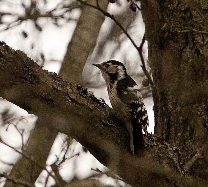 Lesser Spotted Woodpecker