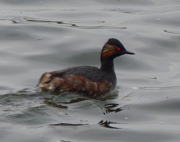 Black-necked Grebe