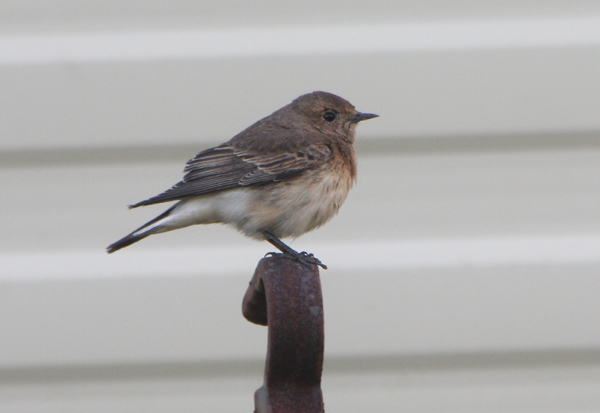 Pied Wheatear