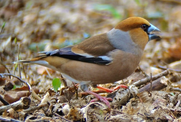 Hawfinch