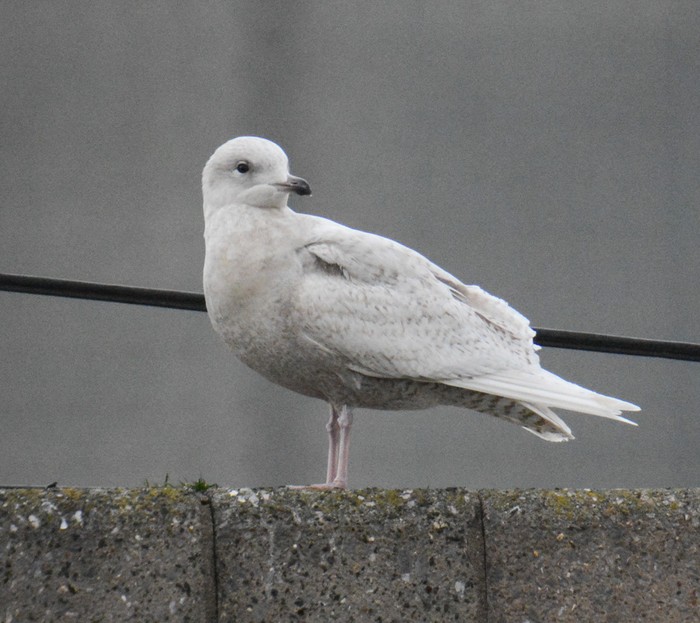 Iceland Gull