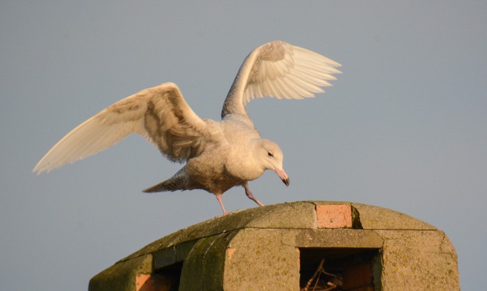 Glaucous Gull