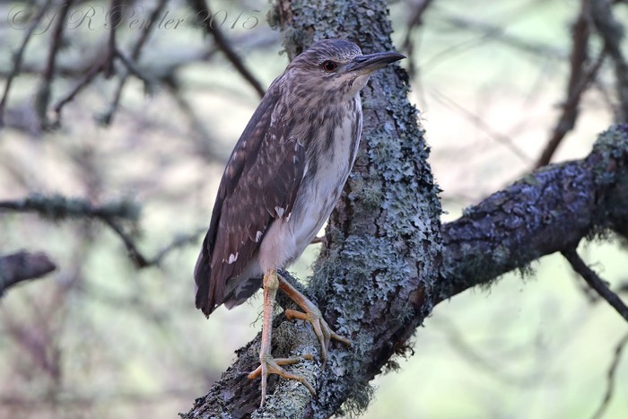 Night Heron