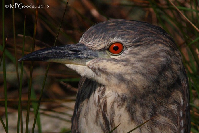 Night Heron