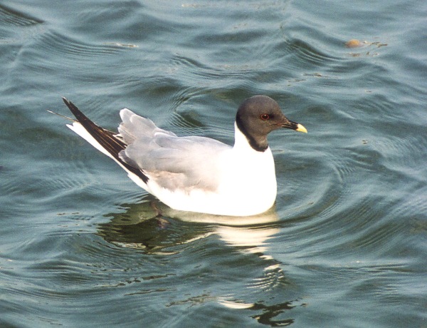 Sabine's Gull