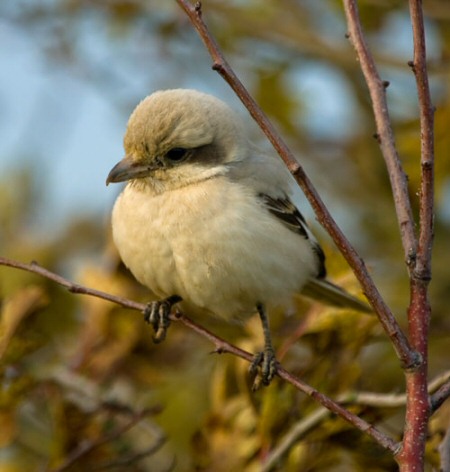 Steppe Grey Shrike