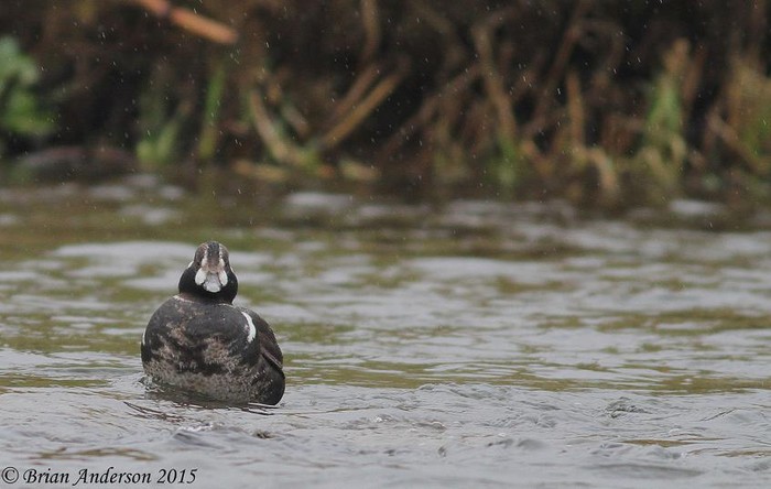 Harlequin Duck