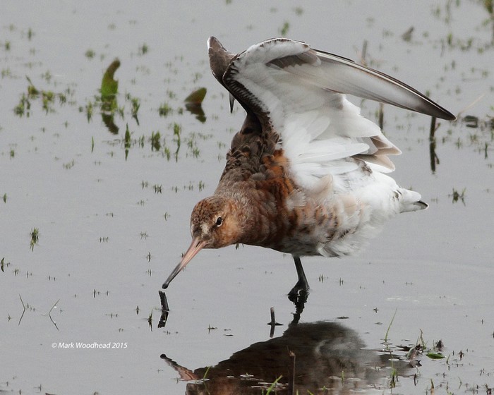 Black-tailed Godwit