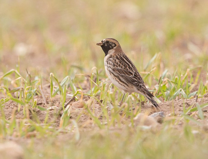 Lapland Bunting