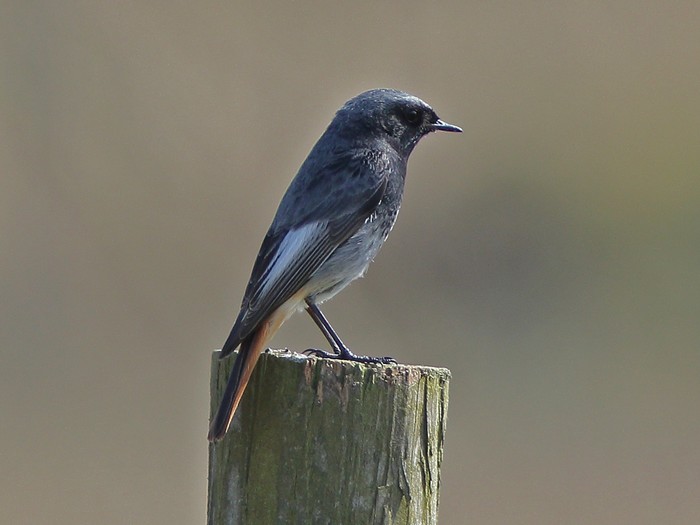Black Redstart