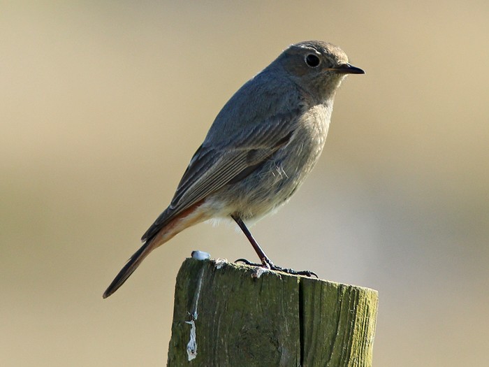 Black Redstart