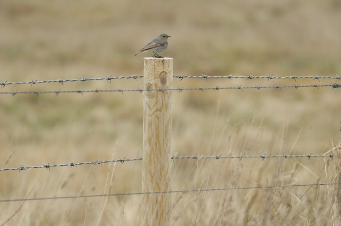 Black Redstart