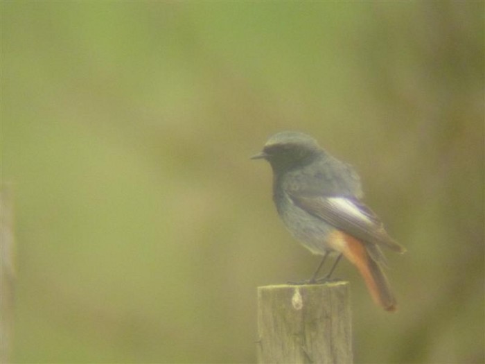 Black Redstart