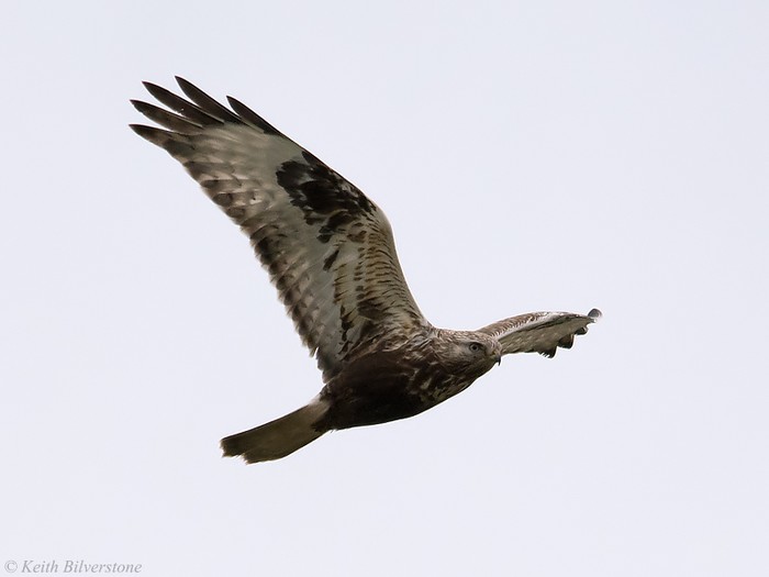 Rough-legged Buzzard
