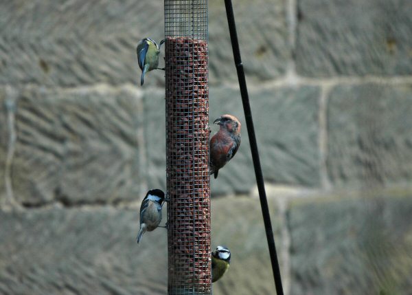Two-barred Crossbill