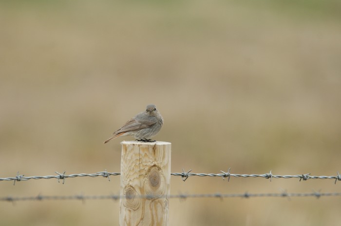 Black Redstart