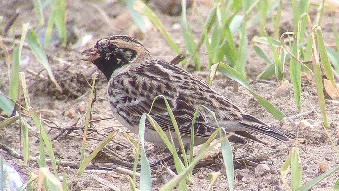 Lapland Bunting