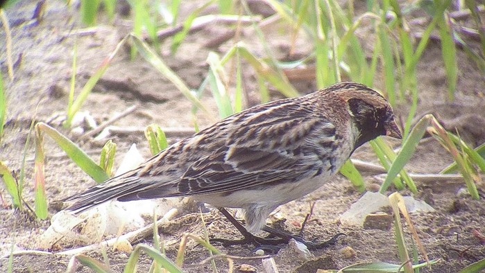 Lapland Bunting