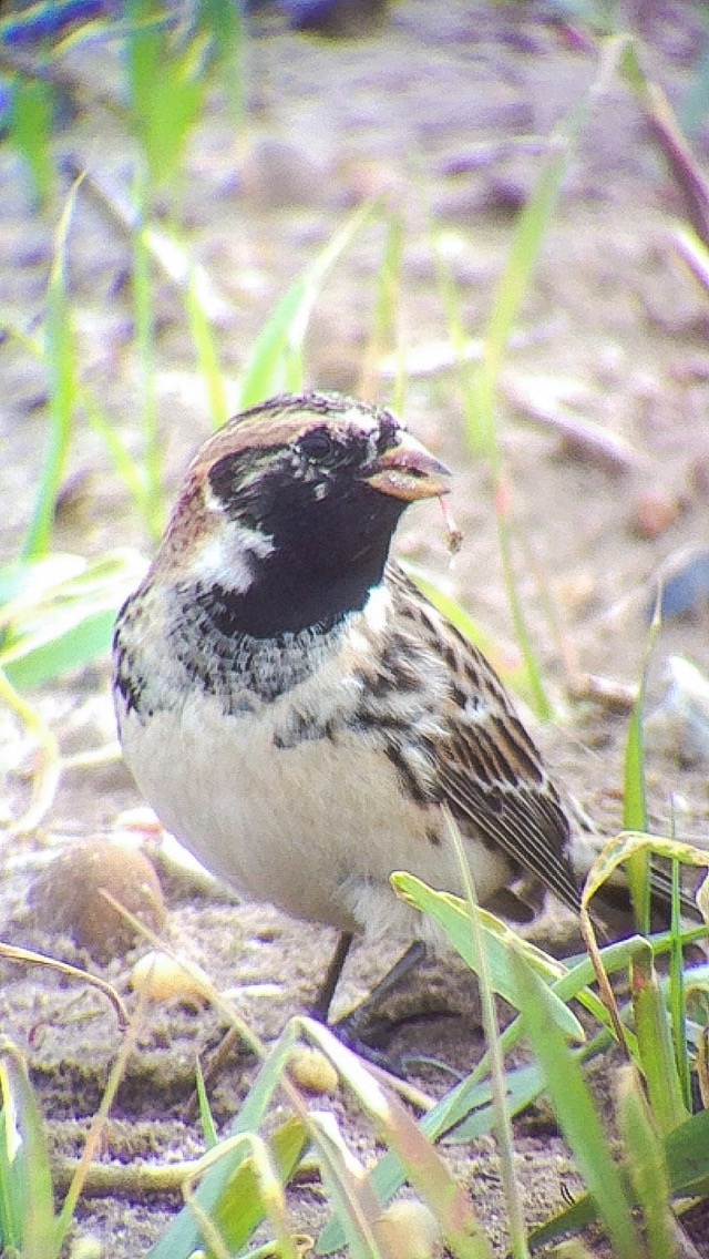 Lapland Bunting