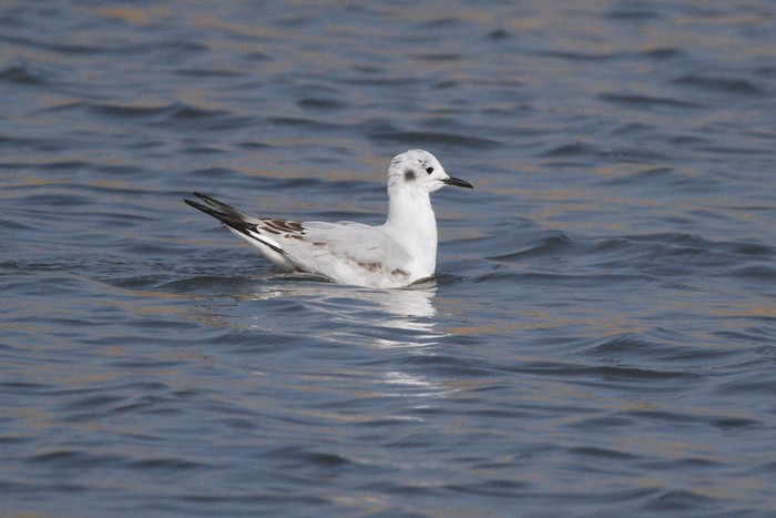 Bonaparte's Gull