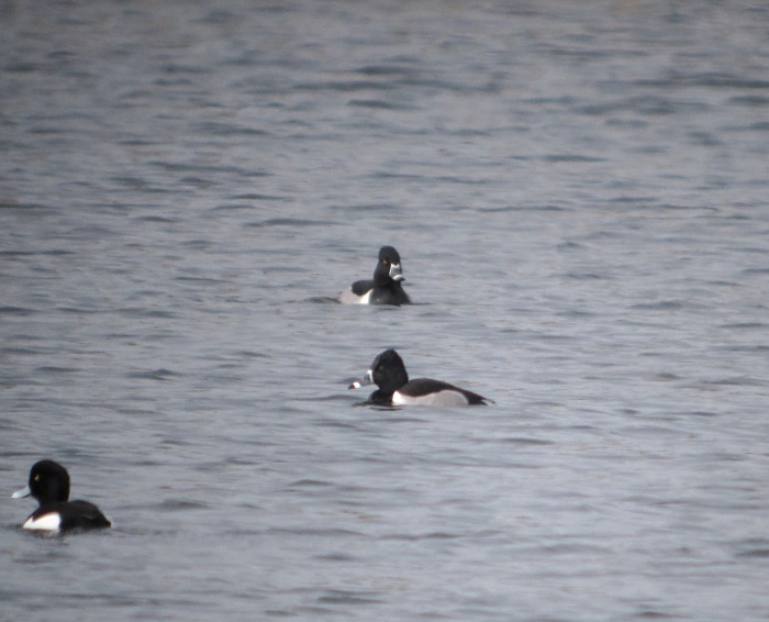 Ring-necked Duck