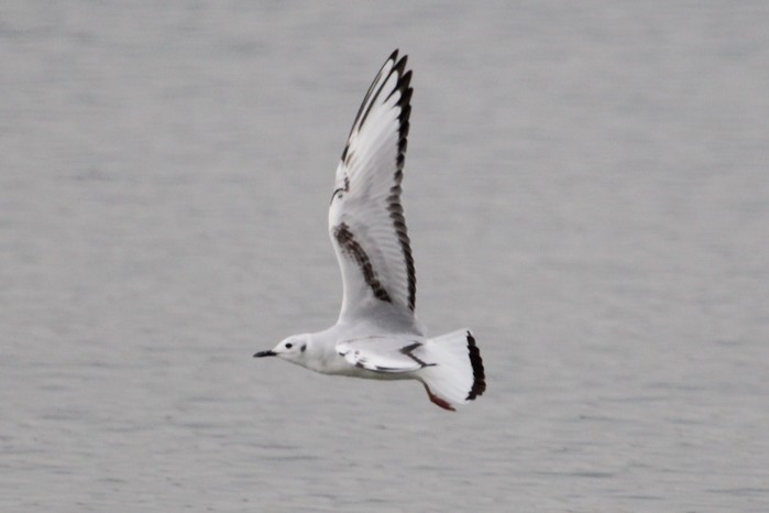 Bonaparte's Gull